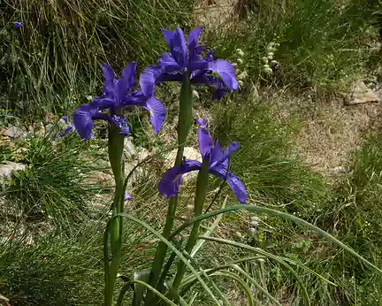 226_DSCF1477 Iris des Pyrénées (Iris latifolia (Mill.) Voss, 1895)